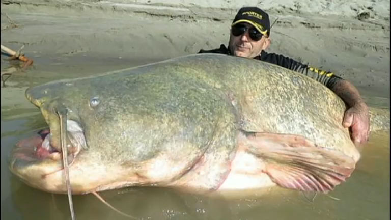 maiores peixes do mundo
